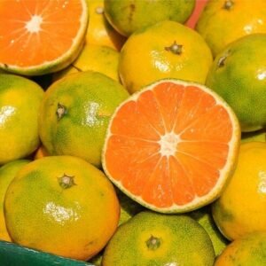 서귀포-고당도-노지-감귤